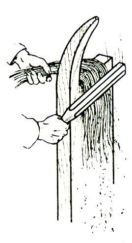 Hanf schwingen