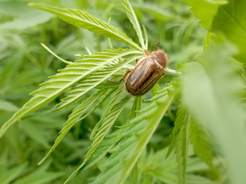 Biodiversität beim Hanfanbau