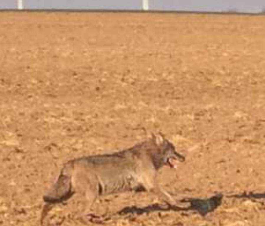Wolf auf dem Acker neben dem Hanffeld bei Fahrenwalde