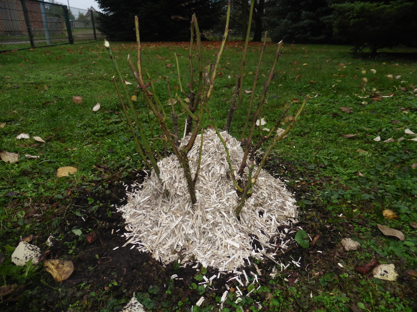 Mulch gegen Frost